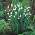 SPECIALTY BULB GRAVETYE GIANT (10 bulbs)