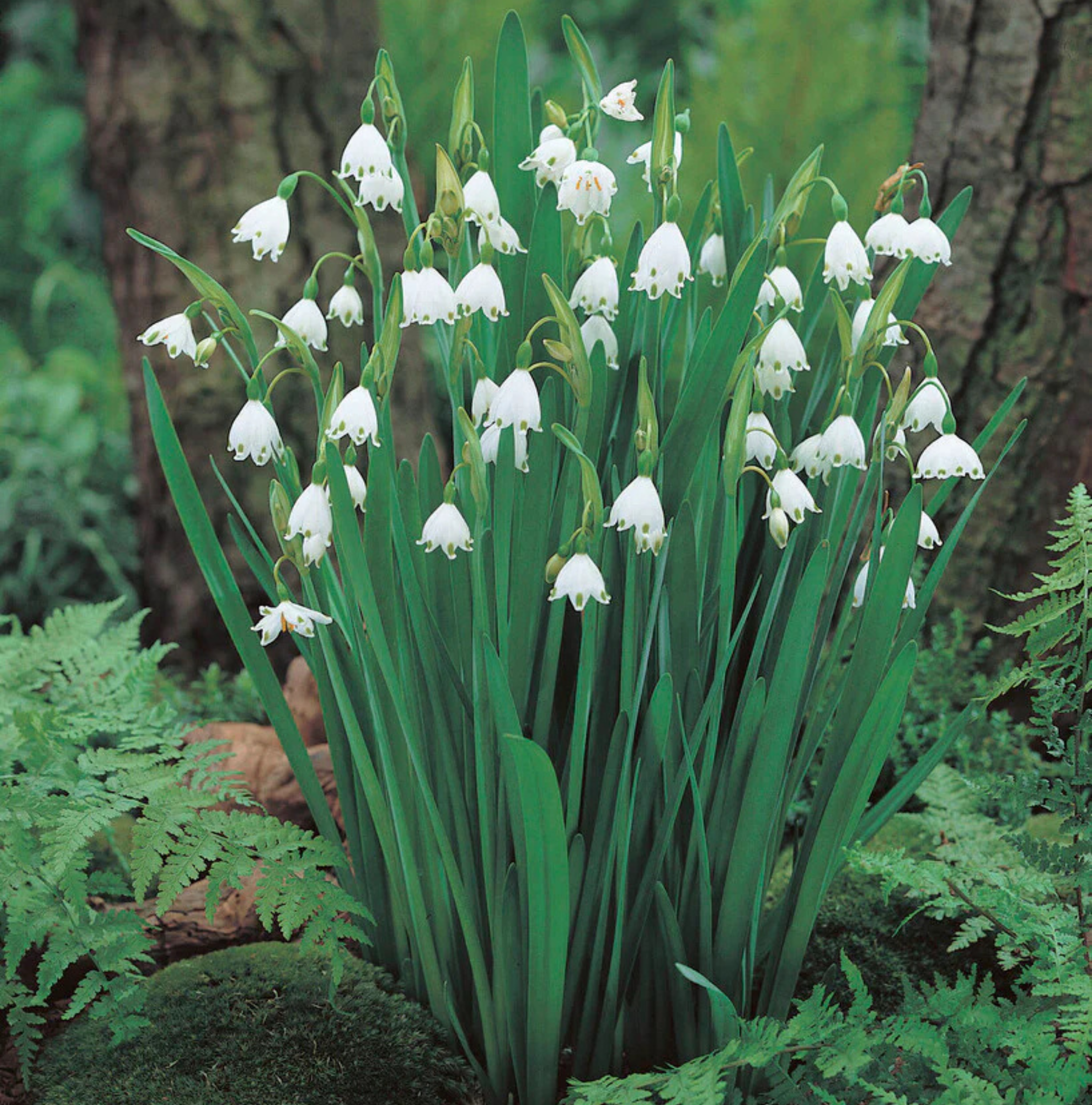 SPECIALTY BULB GRAVETYE GIANT (10 bulbs)