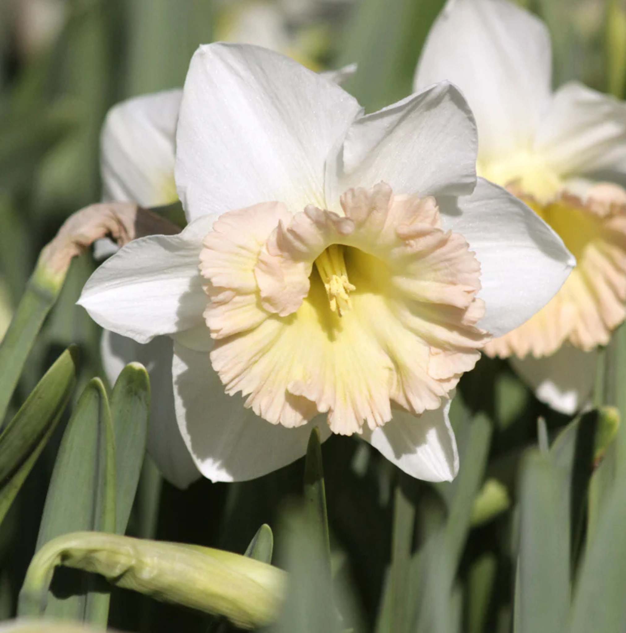 DAFFODILS TRUMPET BRITISH (15 bulbs)