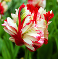 TULIPA PARROT ESTELLA RIJNVELD (15 bulbs)