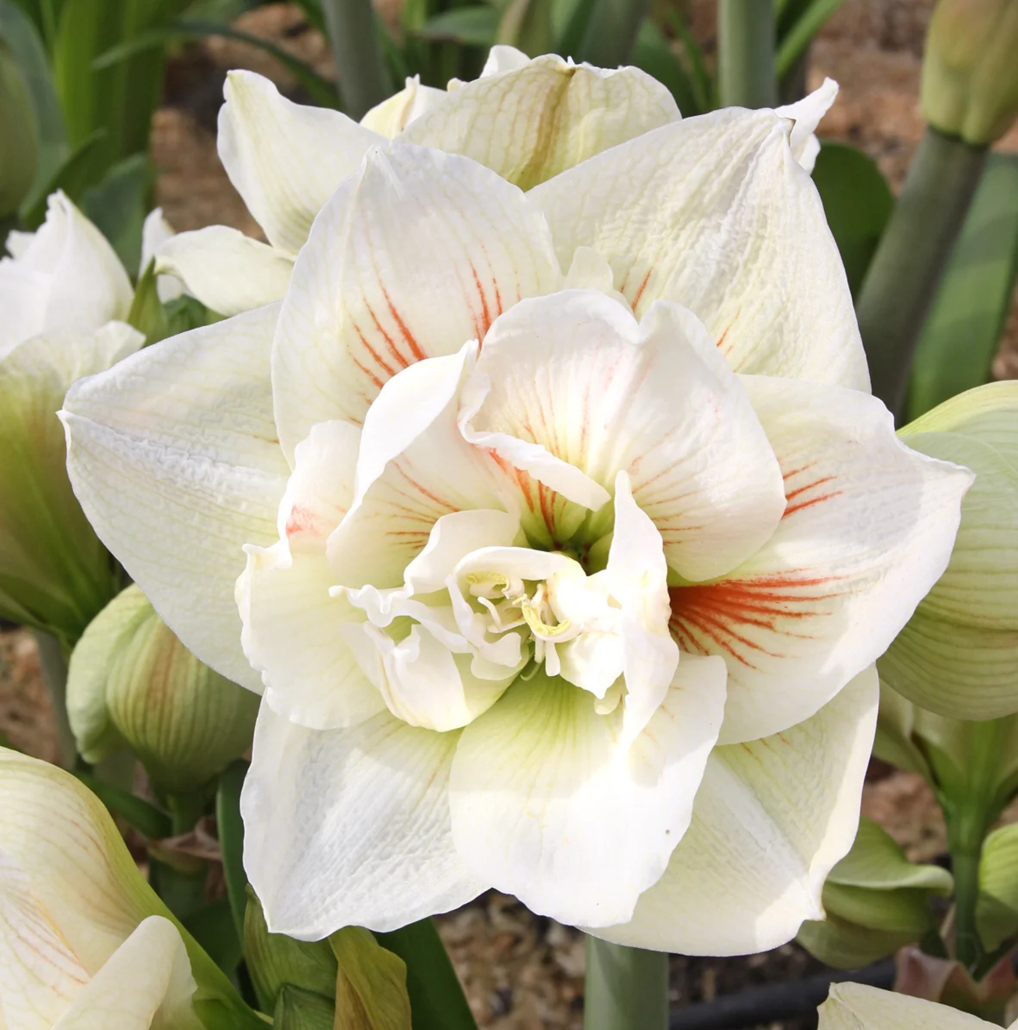 AMARYLLIS (Hippeastrum double) NYMPH