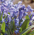 SPECIALTY BULB SIBERICA (25 bulbs)