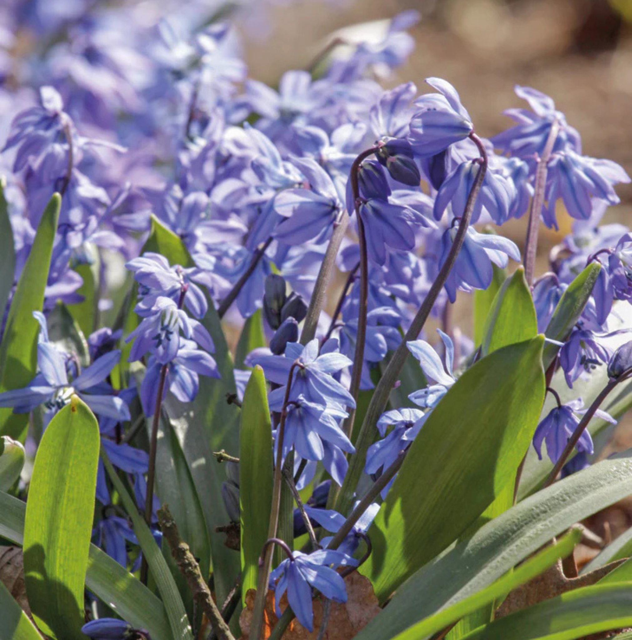 SPECIALTY BULB SIBERICA (25 bulbs)