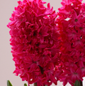 HYACINTHUS ORIENTALIS JAN BOS (10 bulbs )