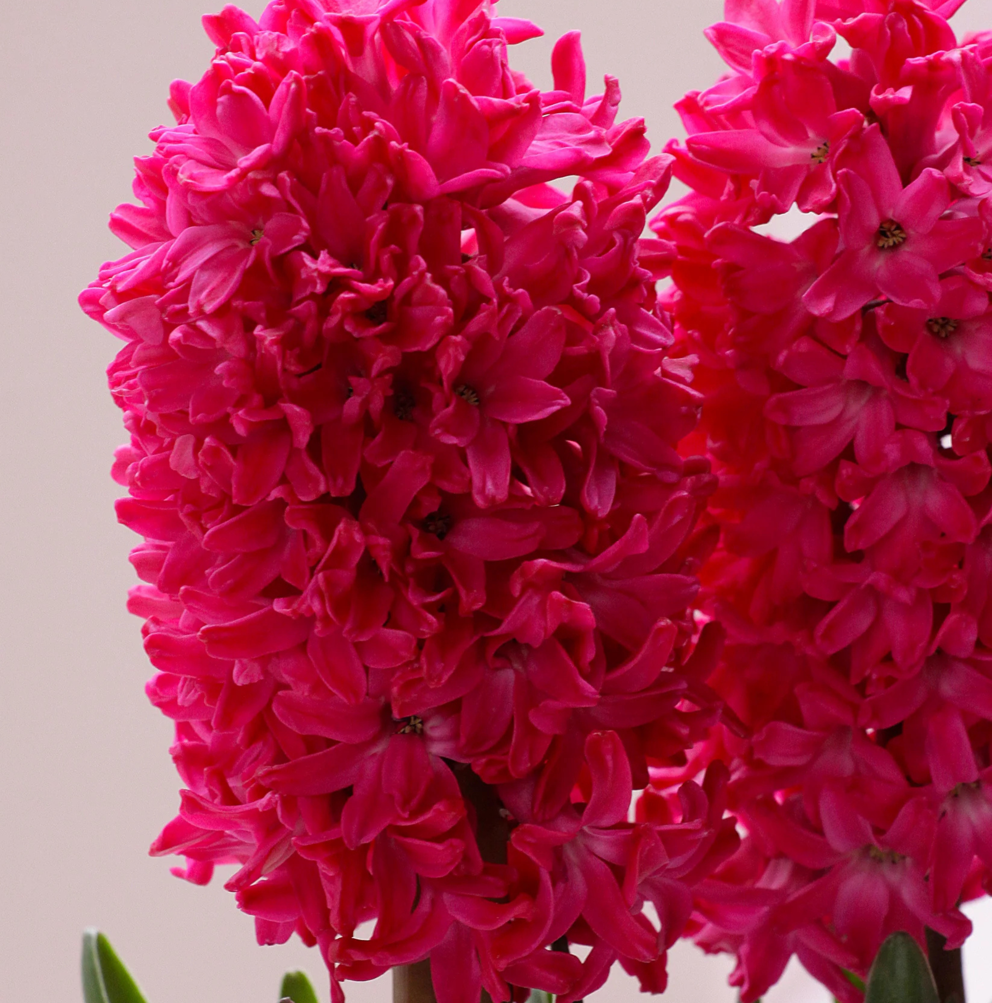 HYACINTHUS ORIENTALIS JAN BOS (10 bulbs )