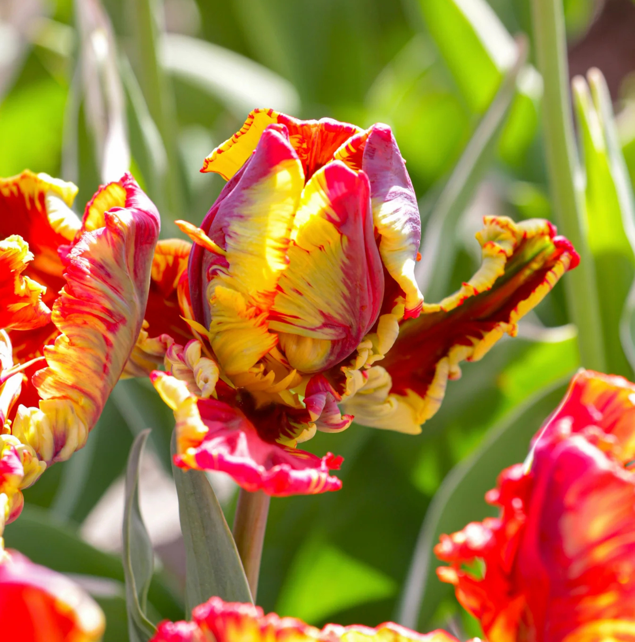 TULIPA PARROT RASTA PARROT (15 bulbs)