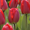 TULIPA DARWINHYBRID PARADE (15 bulbs)