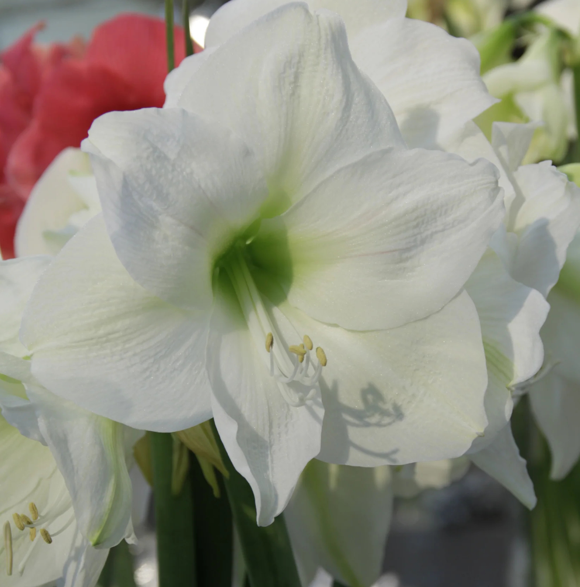 AMARYLLIS (Hippeastrum single) MONT BLANC