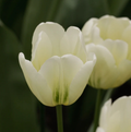 T.GREEN SPIRIT (10 bulbs)