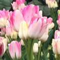 TULIPA SINGLE LATE DREAM CLUB (15 bulbs)