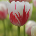 TULIPA SINGLE LATE SORBET (15 bulbs)