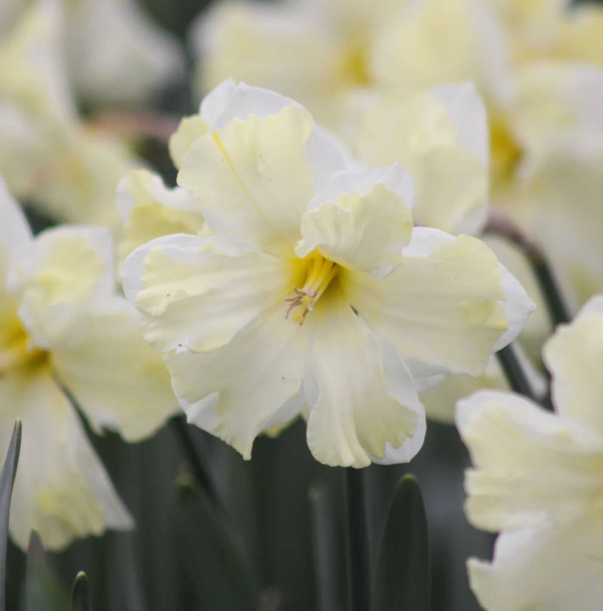 DAFFODILS SPLIT-CORONA CASSATA (15 bulbs)