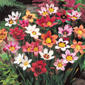 SPECIALTY BULB SPARAXIS MIXED (25 bulbs)
