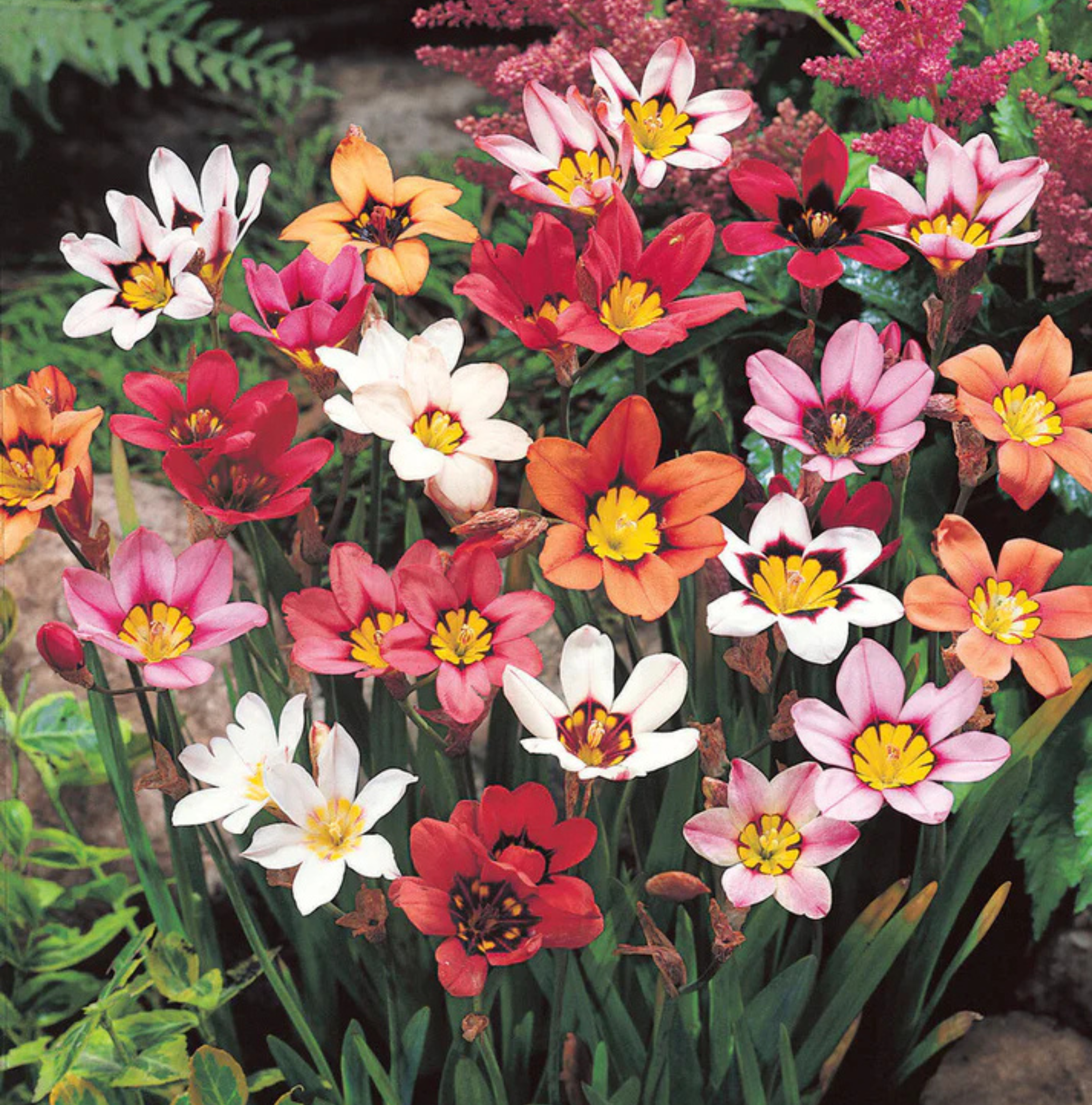 SPECIALTY BULB SPARAXIS MIXED (25 bulbs)