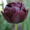 TULIPA DOUBLE LATE BLACK HERO (15 bulbs)