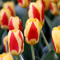 TULIPA KAUFMANNIANA STRESA (15 bulbs)