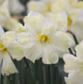 DAFFODILS SPLIT-CORONA (15 bulbs)