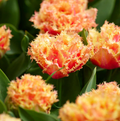 TULIPA FRINGED BRISBANE (15 bulbs)