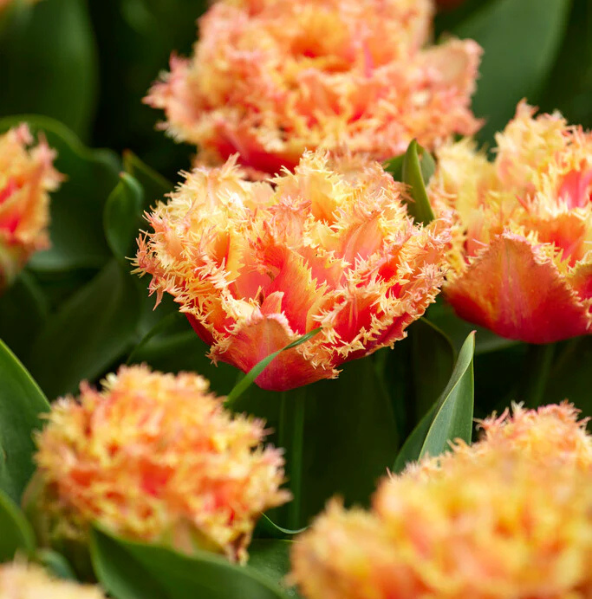 TULIPA FRINGED BRISBANE (15 bulbs)