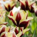 TULIPA TRIUMPH GAVOTA (15 bulbs)