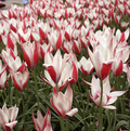 TULIPA SPECIES PEPPERMINTSTICK (15 bulbs)