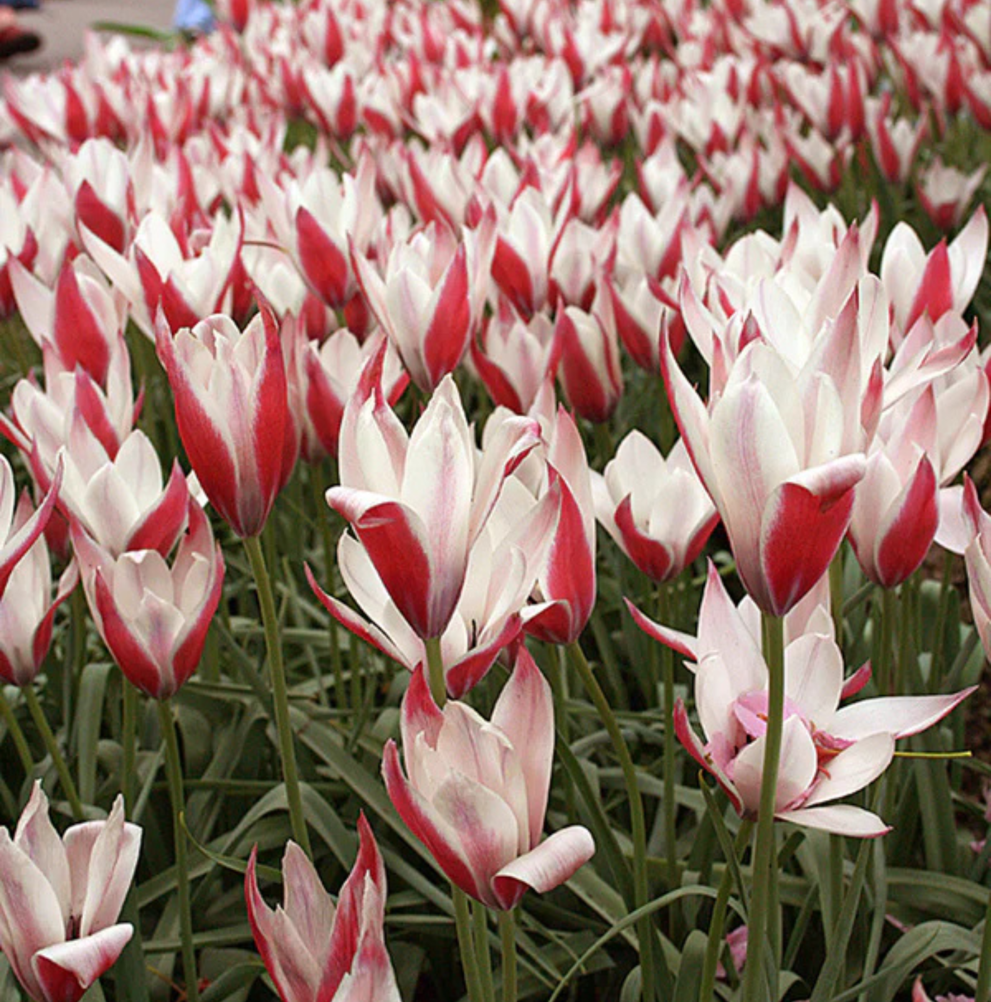 TULIPA SPECIES PEPPERMINTSTICK (15 bulbs)