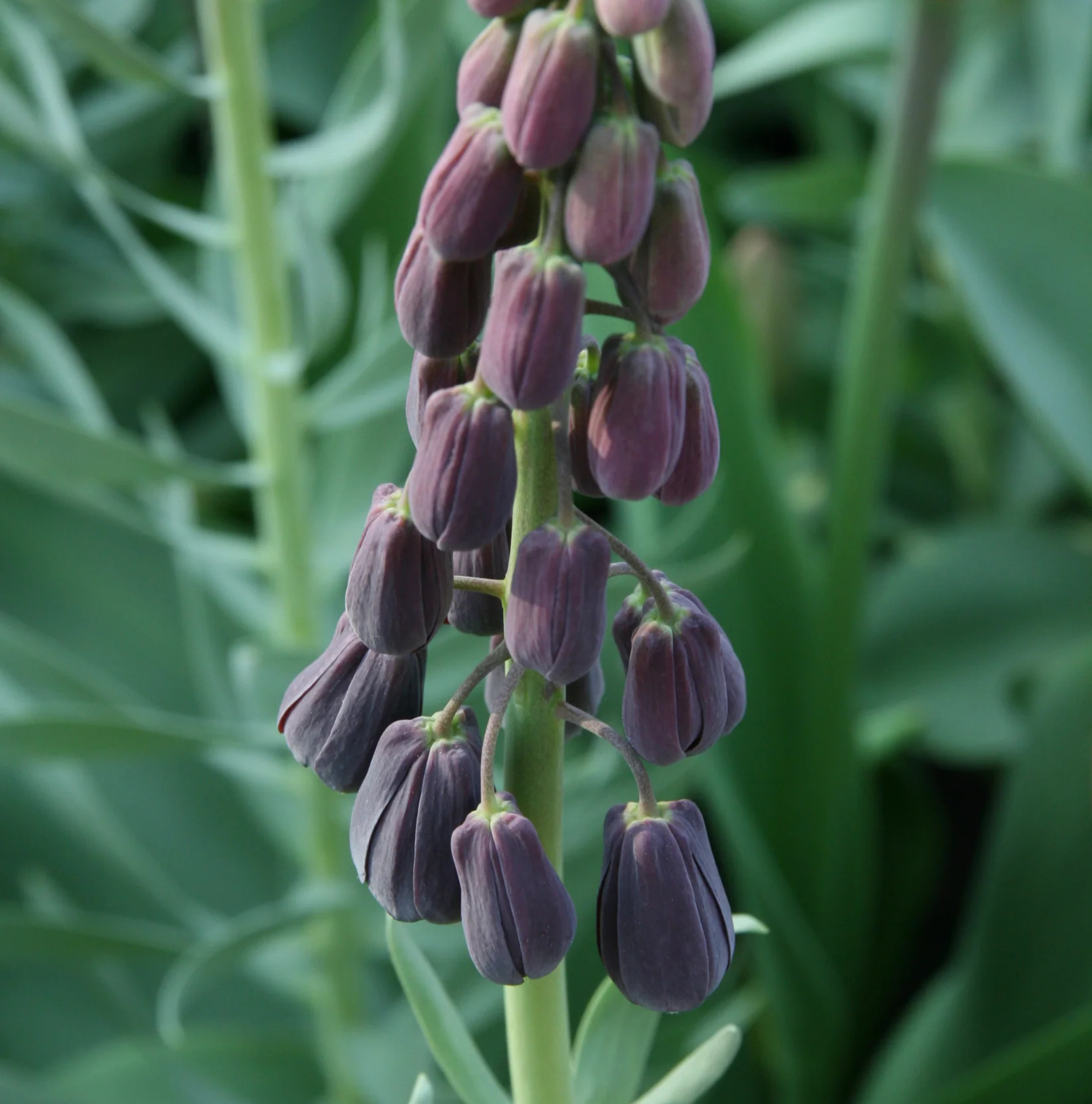 FRITILLARIA PERSICA