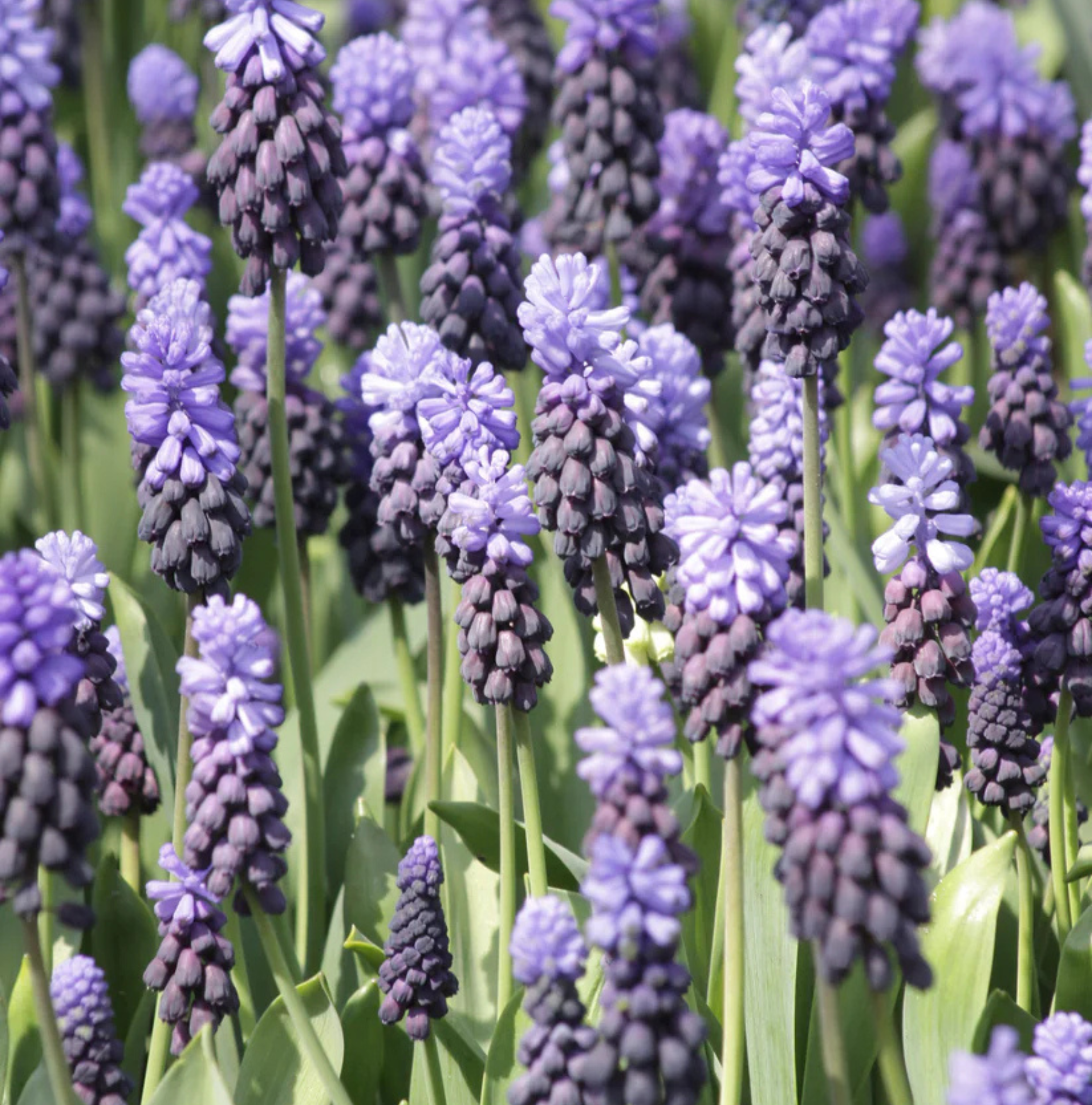SPECIALTY BULB LATIFOLIUM (25 bulbs)
