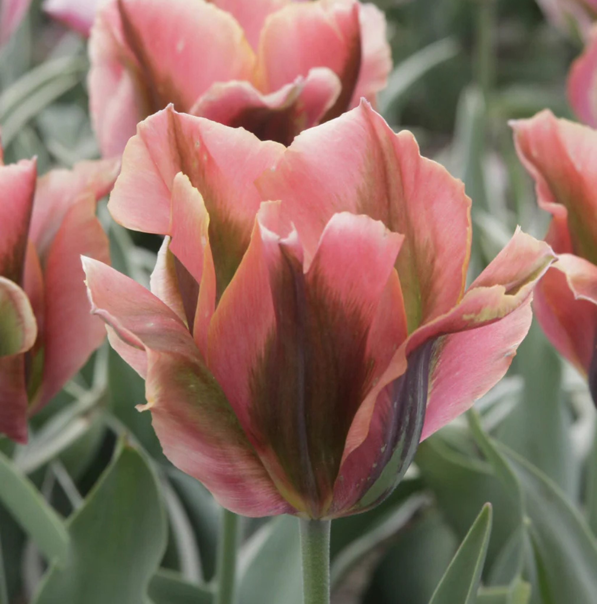TULIPA VIRIDIFLORA ARTIST (15 bulbs)