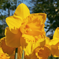 DAFFODILS TRUMPET DUTCH MASTER (15 bulbs)