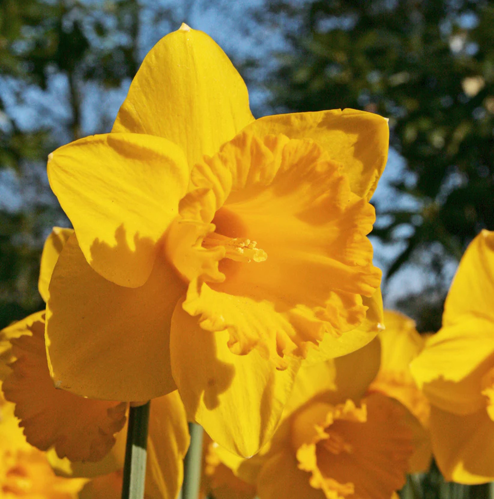 DAFFODILS TRUMPET DUTCH MASTER (15 bulbs)