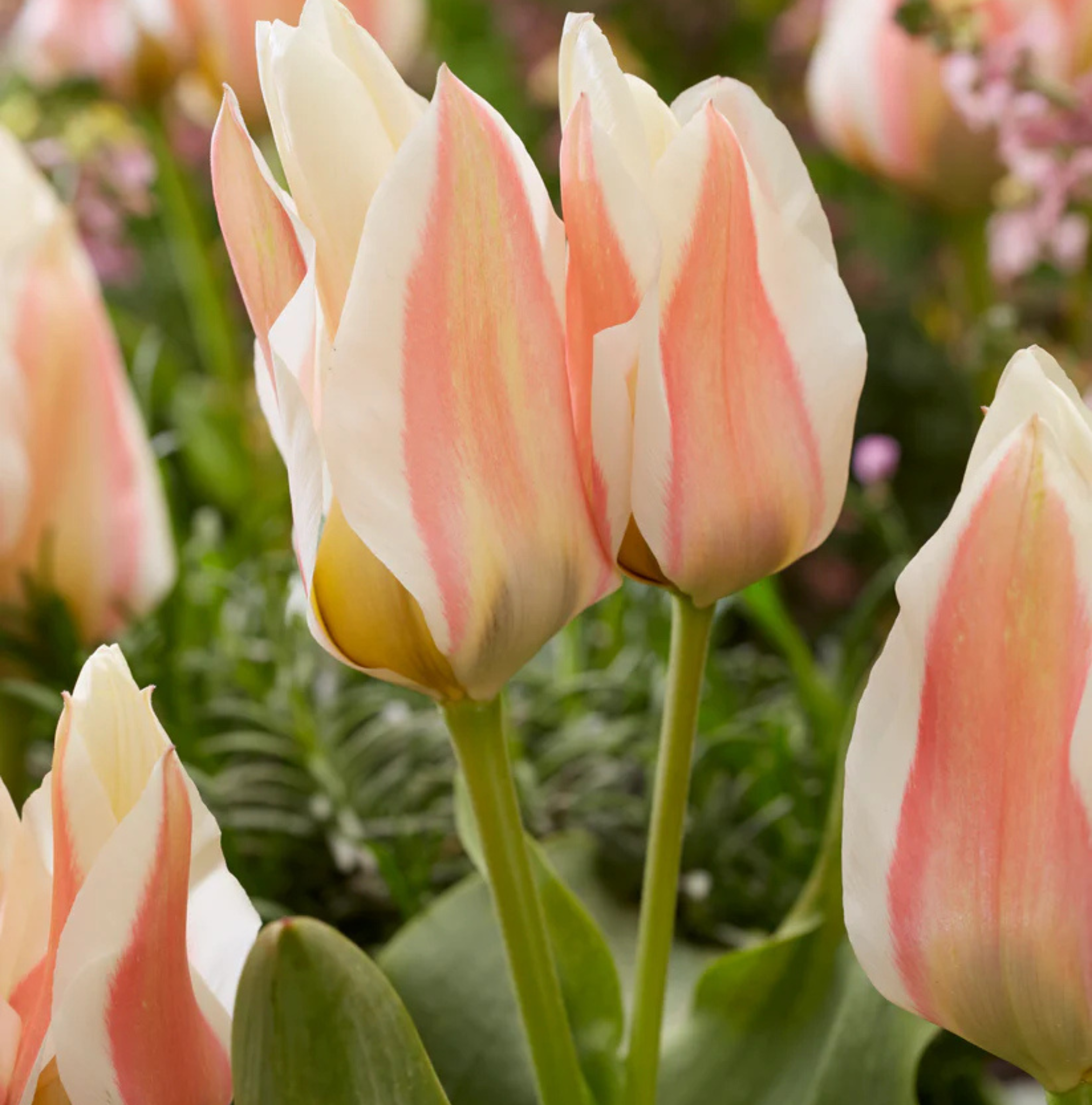 T.SERANO (15 bulbs)