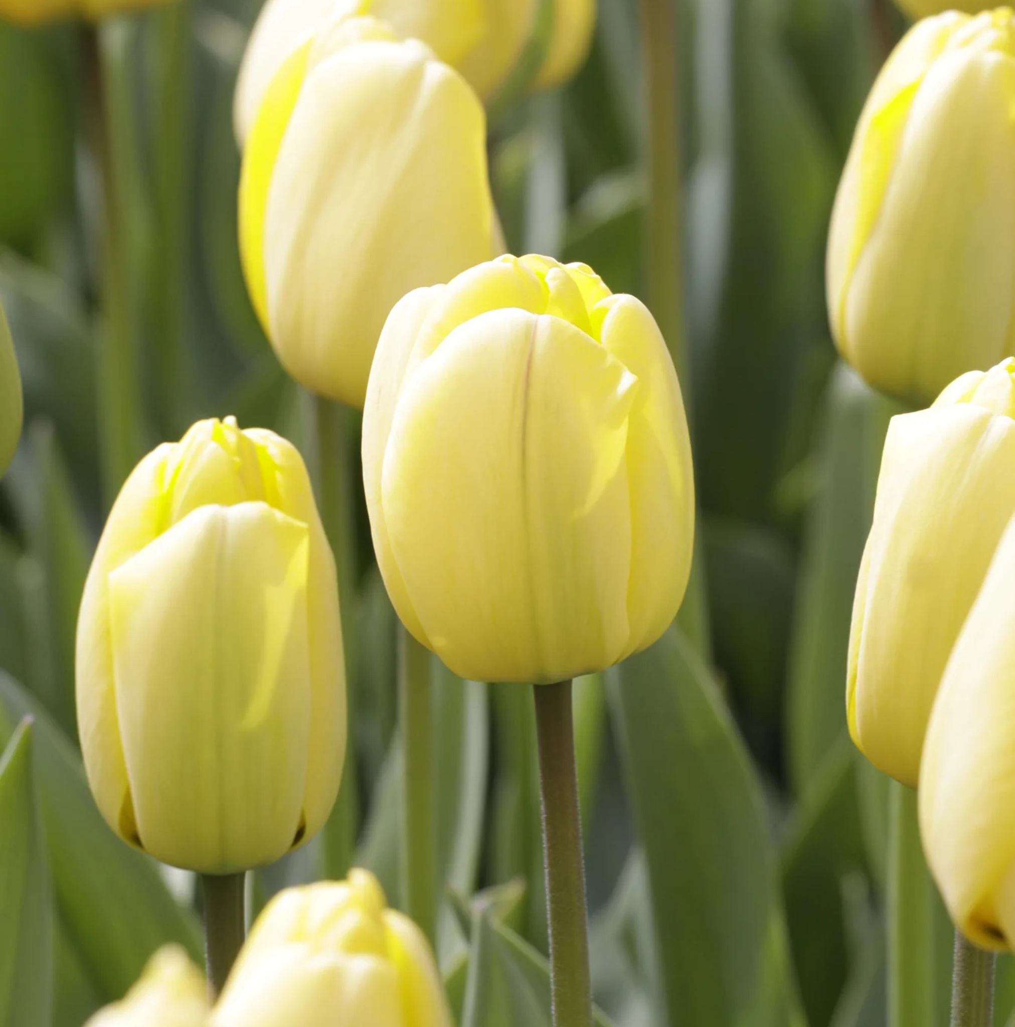 TULIPA DARWINHYBRID GOLDEN PARADE (15 bulbs)