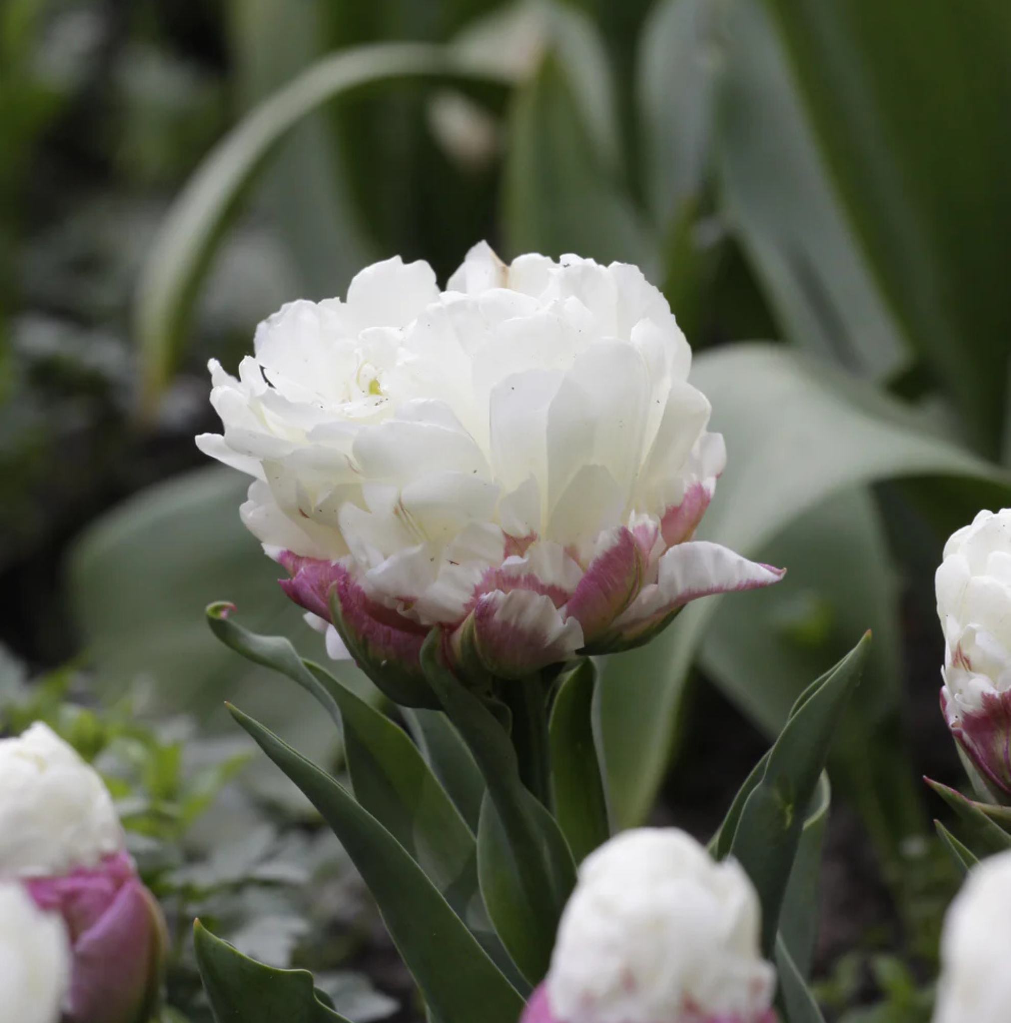 TULIPA DOUBLE LATE ICE CREAM (10 bulbs)