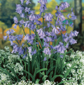 SPECIALTY BULB ENGLISH BLUEBELL (25 bulbs)