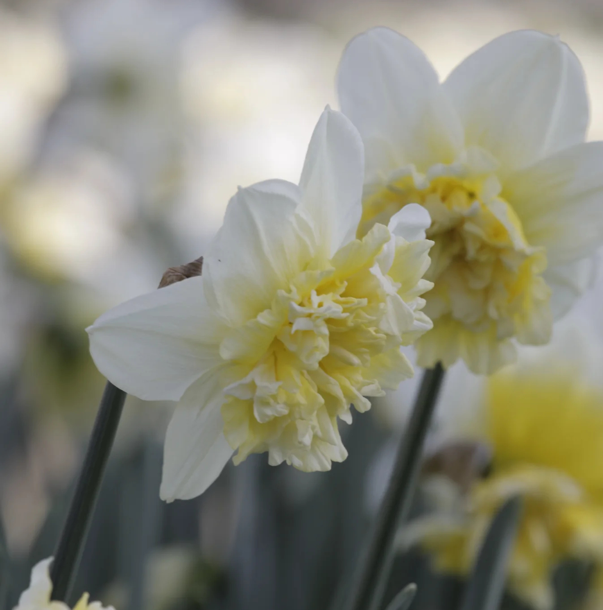 DAFFODILS DOUBLE ICE KING (15 bulbs)