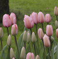 TULIPA DARWINHYBRID PINK IMPRESSION (15 bulbs)