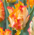 T.CARIBBEAN PARROT (15 bulbs)