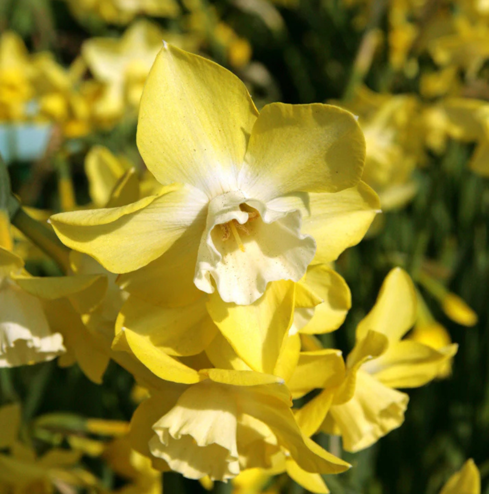 DAFFODILS JONQUILLA PIPIT (15 bulbs)