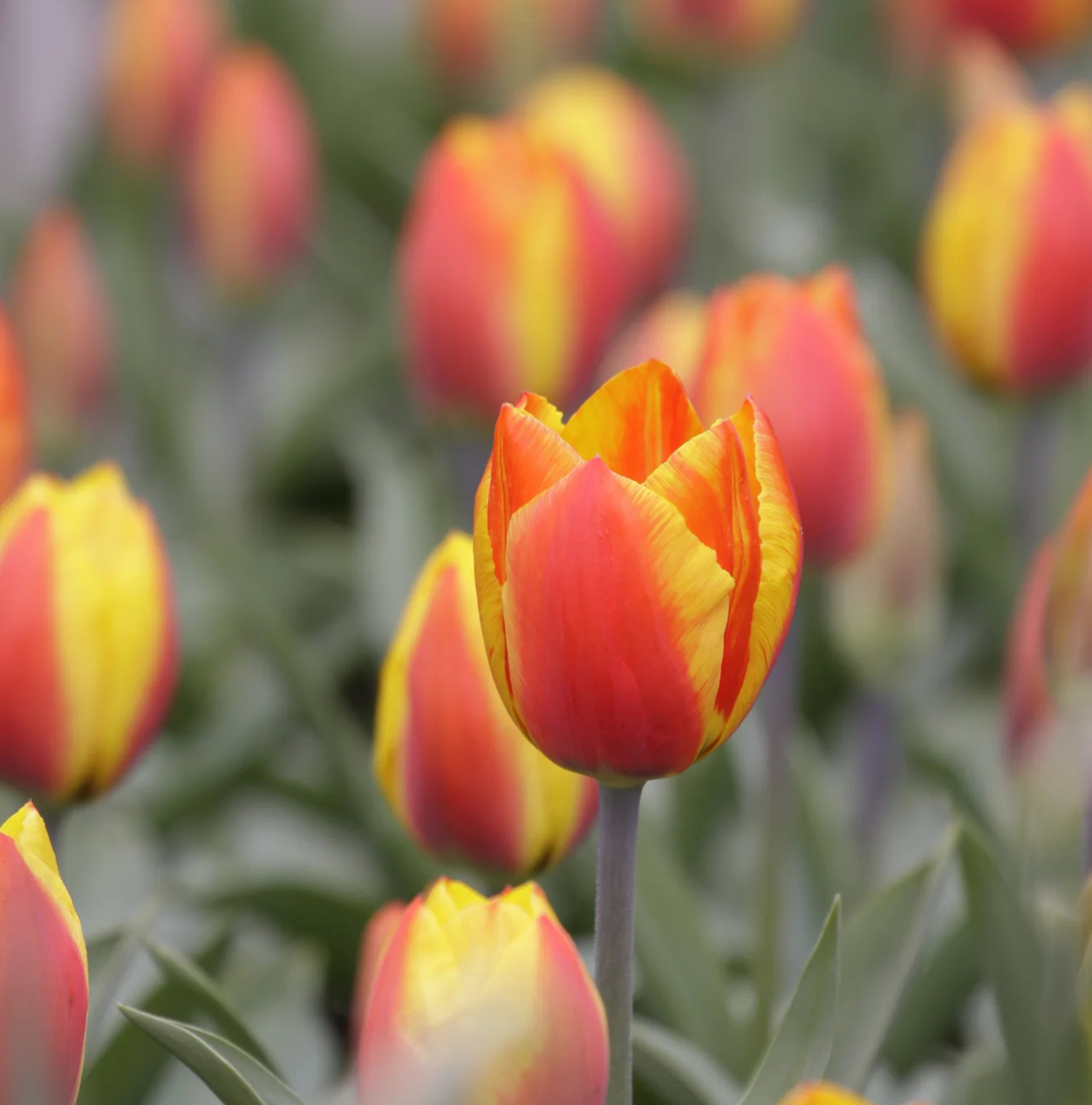 TULIPA SINGLE EARLY FLAIR (15 bulbs)