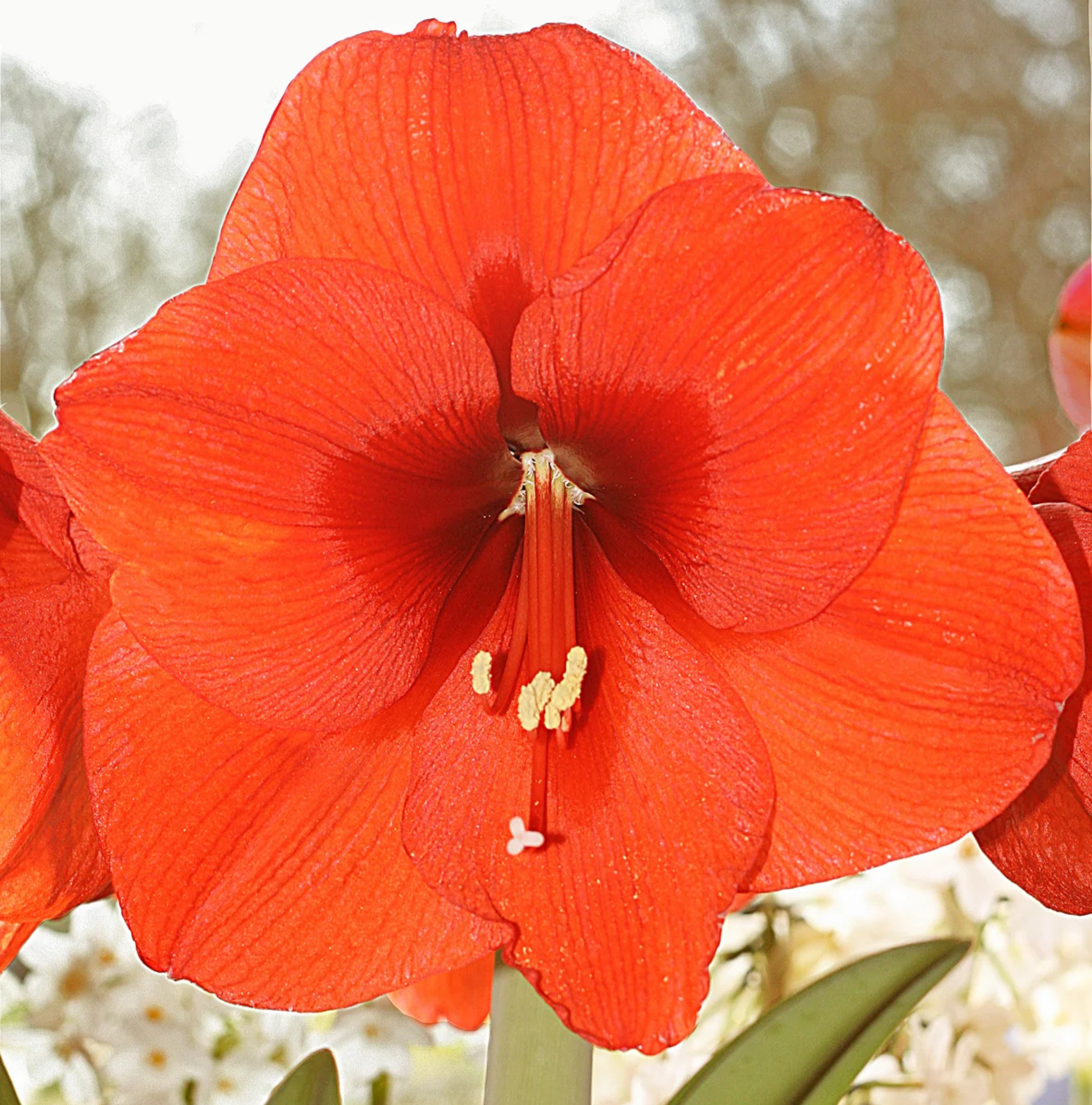 AMARYLLIS (Hippeastrum single) ORANGE SOUVEREIGN