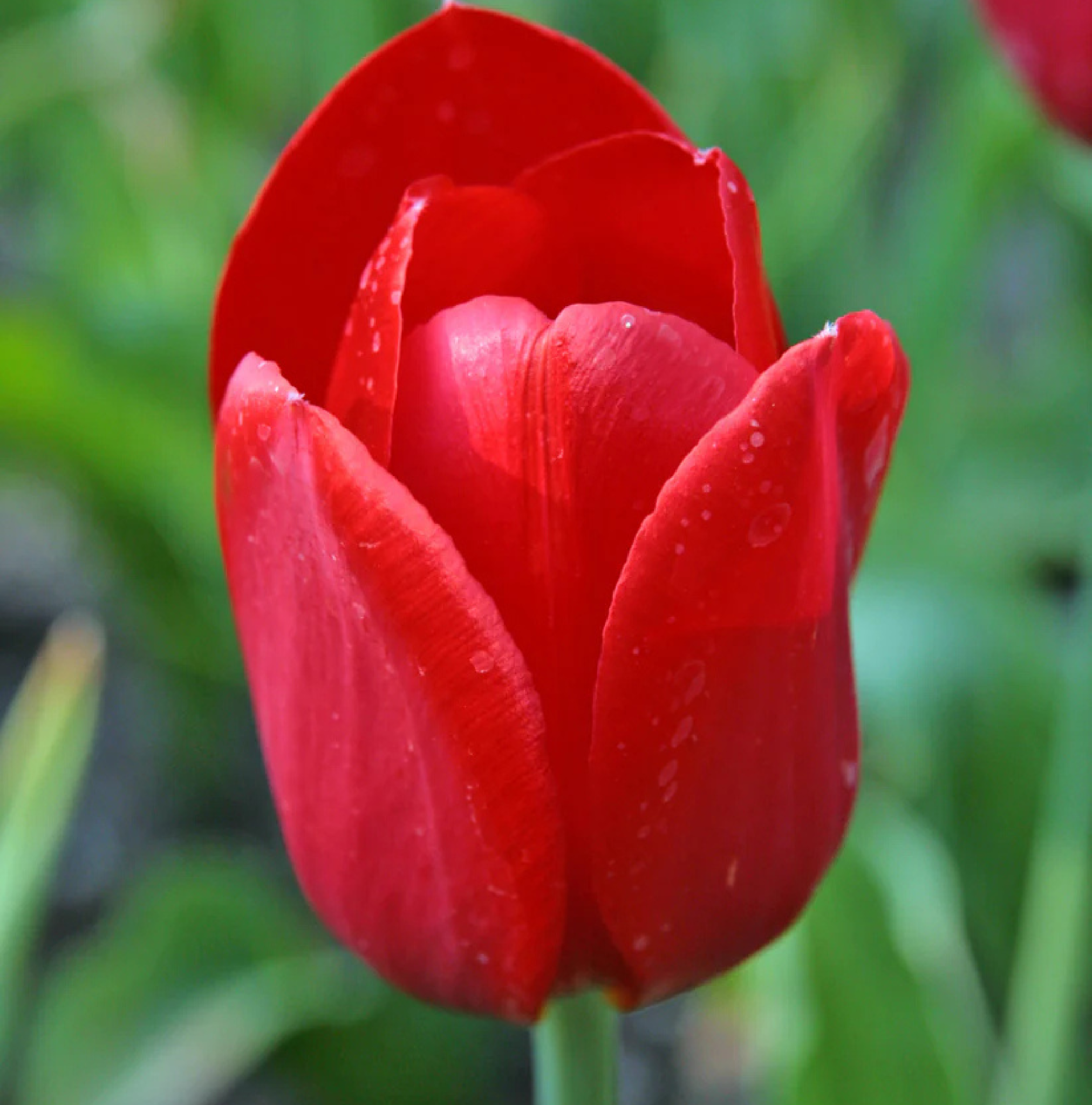 T.KINGSBLOOD (15 bulbs)