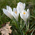 CROCUS VERNUS WHITE