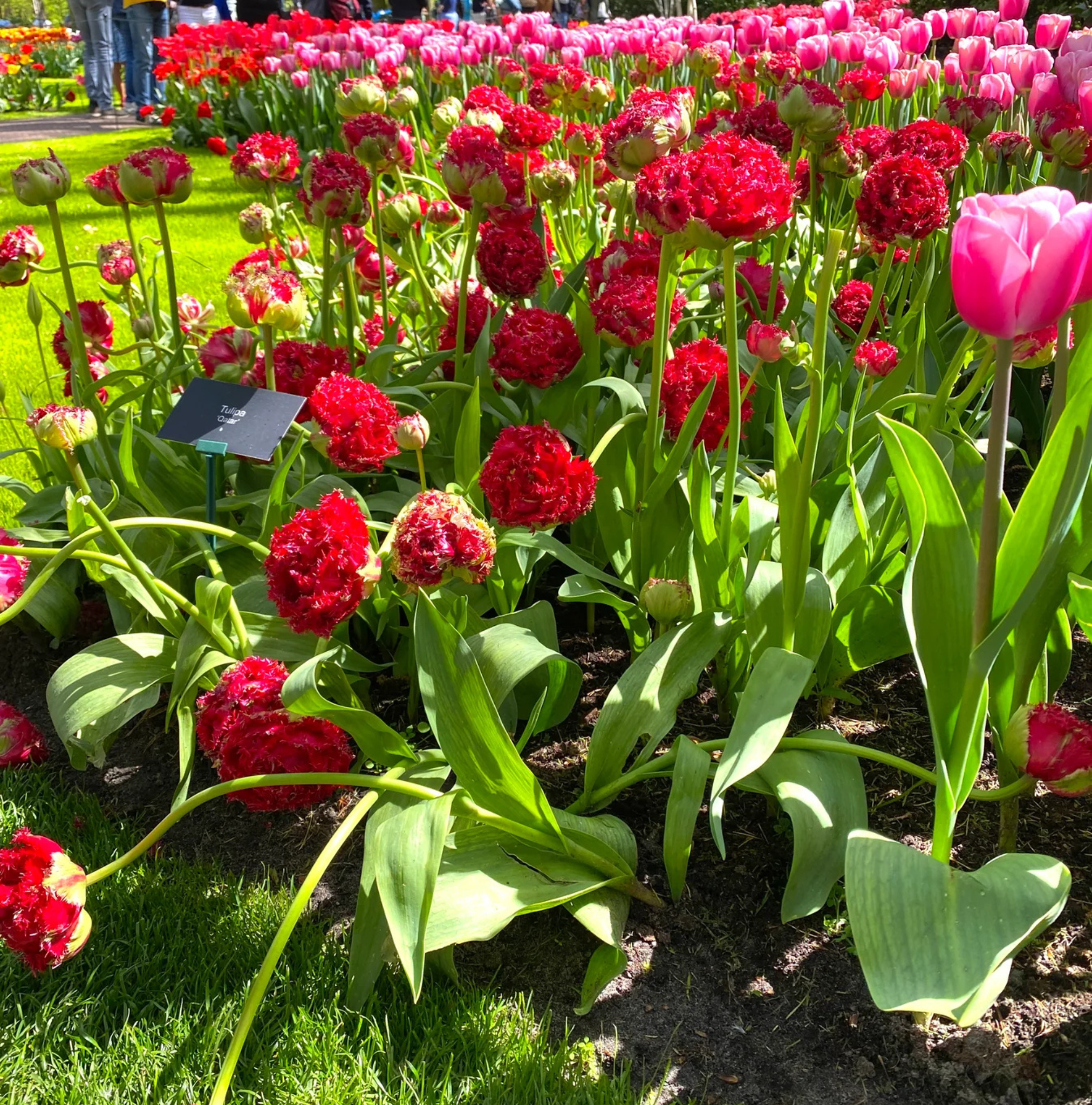 TULIPA FRINGED QATAR (15 bulbs)