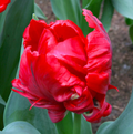 TULIPA PARROT RED MADONNA (15 bulbs)