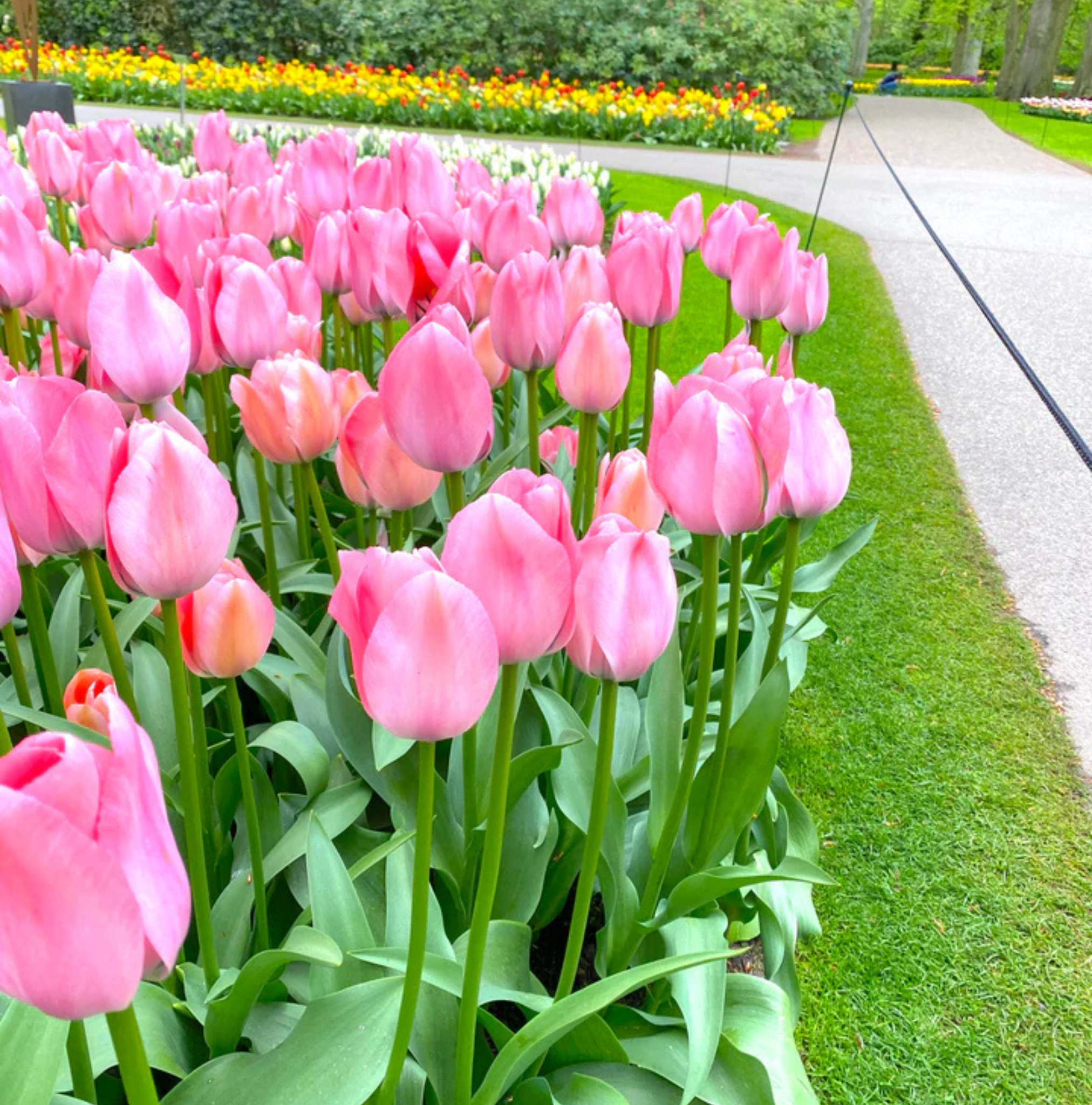TULIPA DARWINHYBRID BELLA BLUSH (15 bulbs)