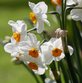 DAFFODILS TAZETTA GERANIUM (15 bulbs)