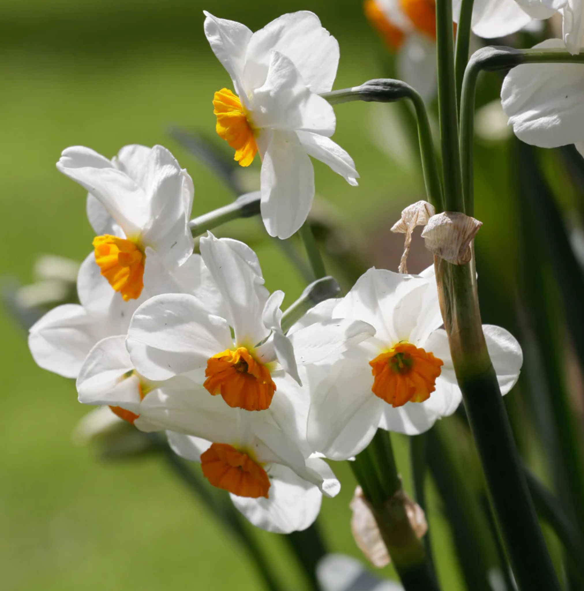 DAFFODILS TAZETTA GERANIUM (15 bulbs)