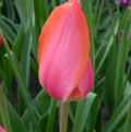 TULIPA SINGLE LATE TEMPLE OF BEAUTY (15 bulbs)