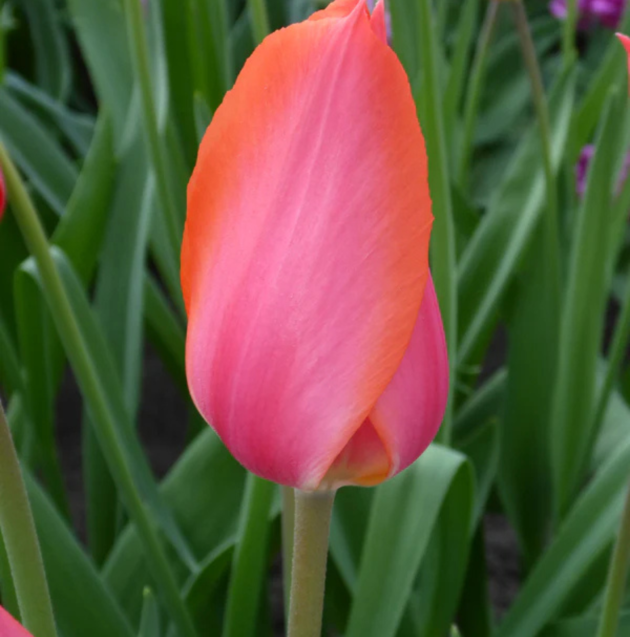 TULIPA SINGLE LATE TEMPLE OF BEAUTY (15 bulbs)